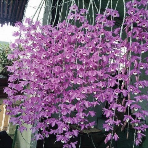cận cảnh hoa lan giả hạc pháp màu tím rực rỡ