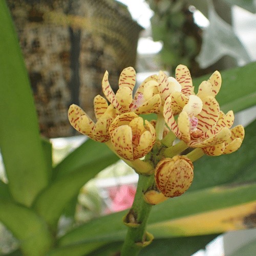 Lan ngô đồng đang ra hoa