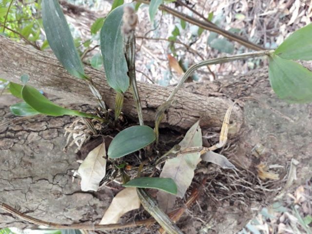 Nguồn gốc hoa lan Cattleya rừng