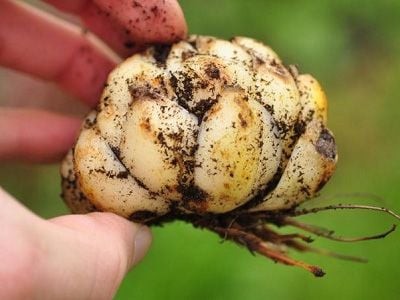 Củ giống hoa ly mập mạp, sẵn sàng trồng