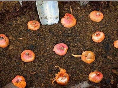Đặt củ hoa ly vào chậu trồng