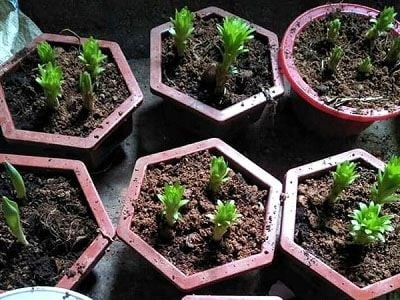 Chăm sóc cây hoa ly non đang phát triển trong chậu