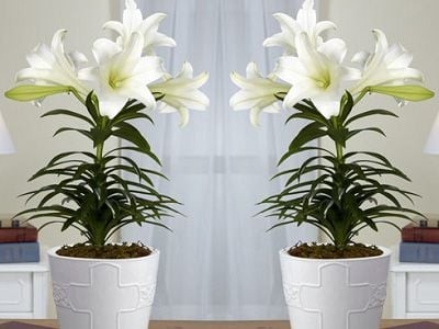 Nụ hoa ly đang hình thành trên cây