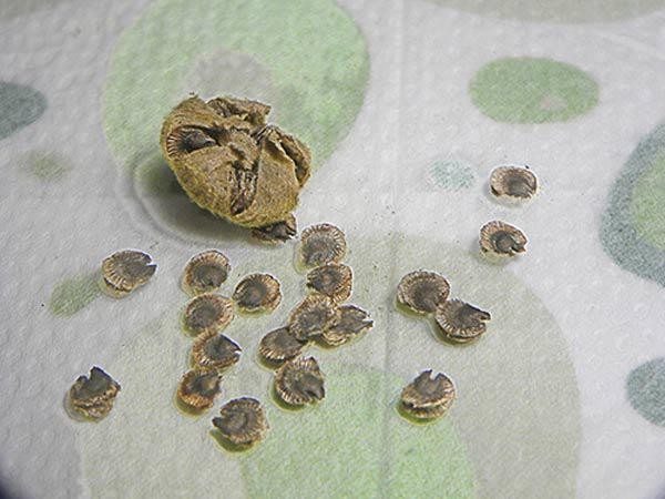 Ngâm hạt giống hoa Mãn Đình Hồng trong nước ấm trước khi gieo