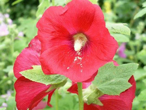 Đặc điểm lá và thân cây mãn đình hồng với lớp lông trắng