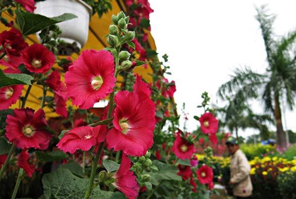 Chăm sóc hoa mãn đình hồng để cây nở hoa đẹp