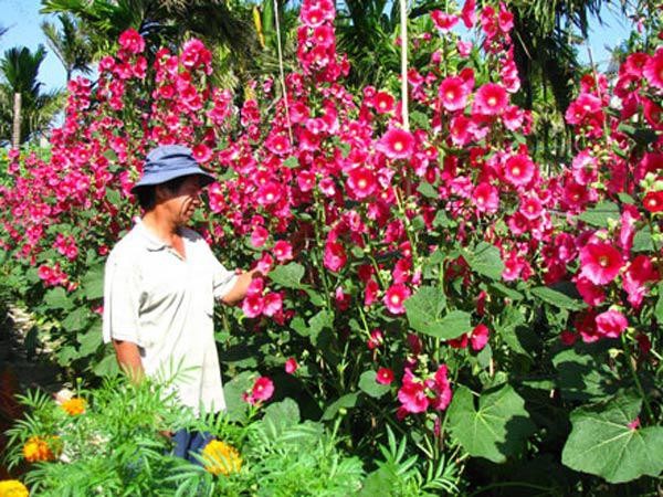Hạt hoa Mãn Đình Hồng đang nảy mầm trong bầu ươm