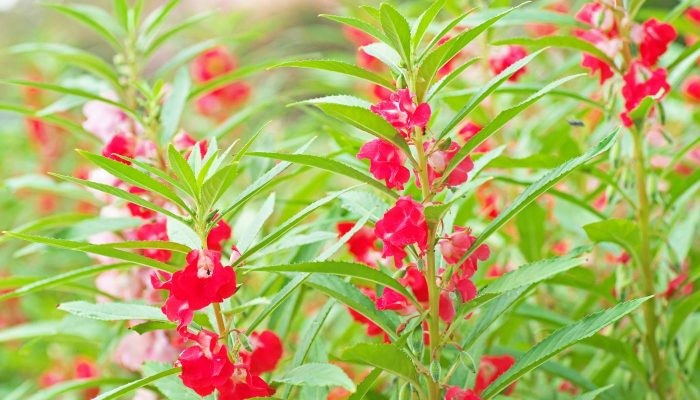 Hoa móng tay thường được trồng phổ biến trong vườn