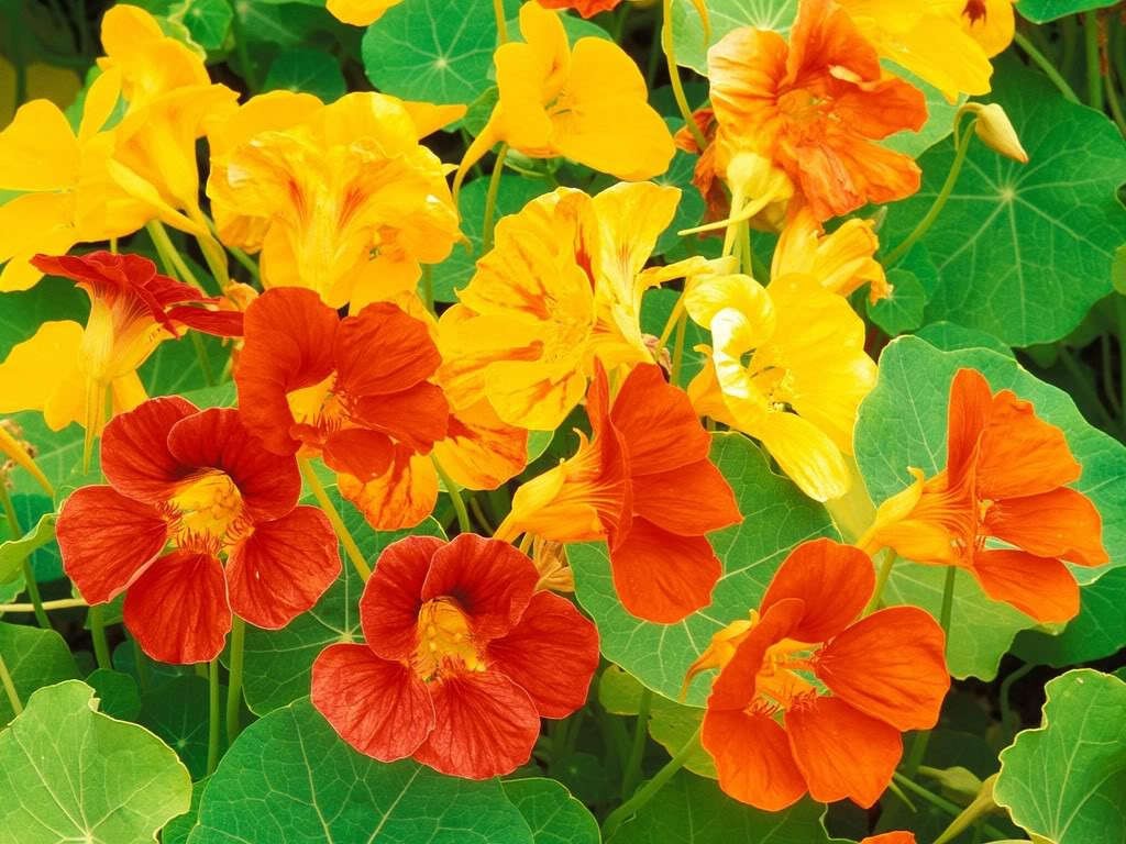 Hoa sen cạn có nhiều màu như vàng, vàng cam và đỏ