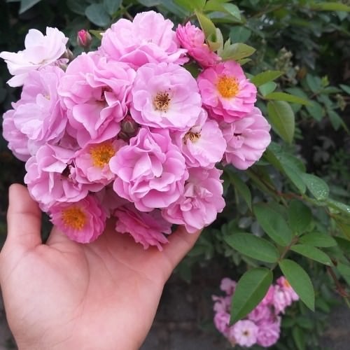 Vườn hoa tầm xuân rộng lớn ngập tràn sắc hồng