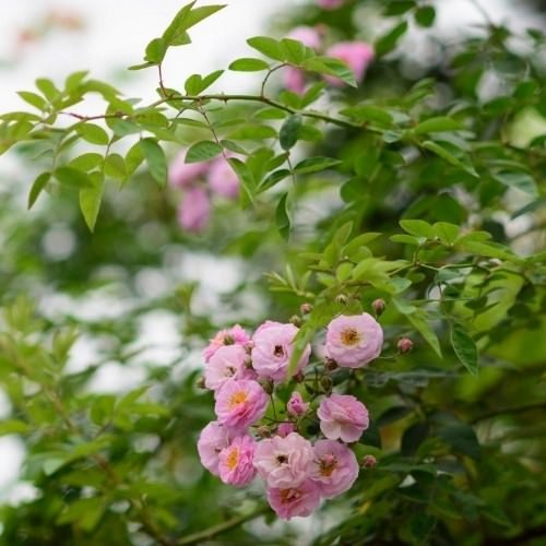 Giàn tầm xuân sai hoa tô điểm không gian sống