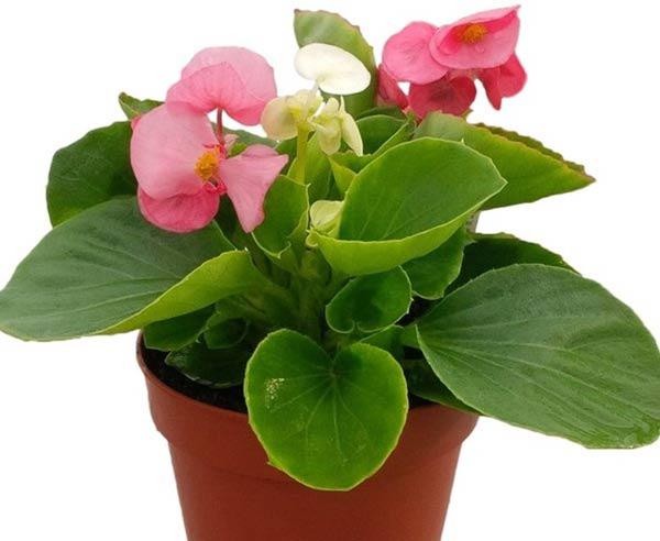 Chậu hoa thu hải đường được tưới nước cẩn thận