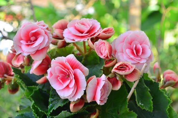 Hoa thu hải đường màu hồng kép nở rộ trong chậu