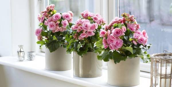 Hoa thu hải đường tươi tốt trong môi trường nhiệt độ phù hợp