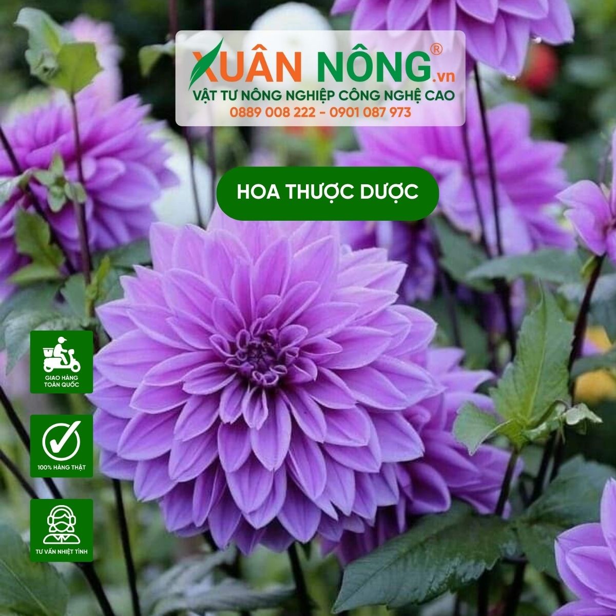 Bông hoa thược dược nhiều màu sắc rực rỡ
