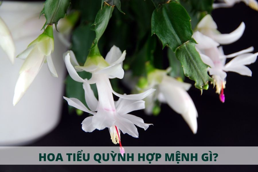 Vị trí đặt cây Lan Càng Cua hợp phong thủy