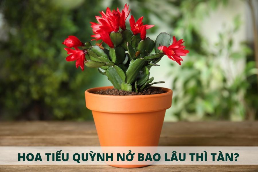 Hoa Lan Càng Cua (Tiểu Quỳnh) khi đang nở rộ