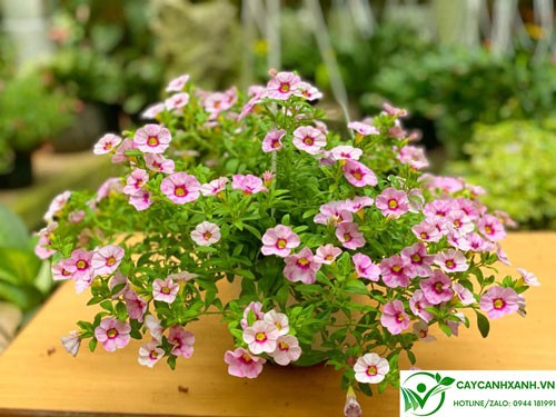 Chuẩn bị đất trồng hoa triệu chuông màu hồng phai