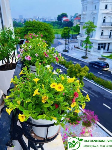 Hình ảnh hoa triệu chuông rủ nhiều màu sắc trong giỏ treo