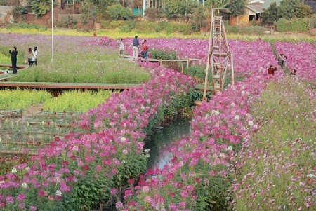 Vườn hoa Túy Điệp rực rỡ sắc màu tại Hà Nội