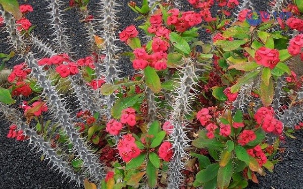 Hoa xương rồng bát tiên nở rộ rực rỡ
