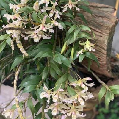 Hình ảnh hoa lan hoàng thảo xoắn với cánh hoa xoắn màu tím đặc trưng