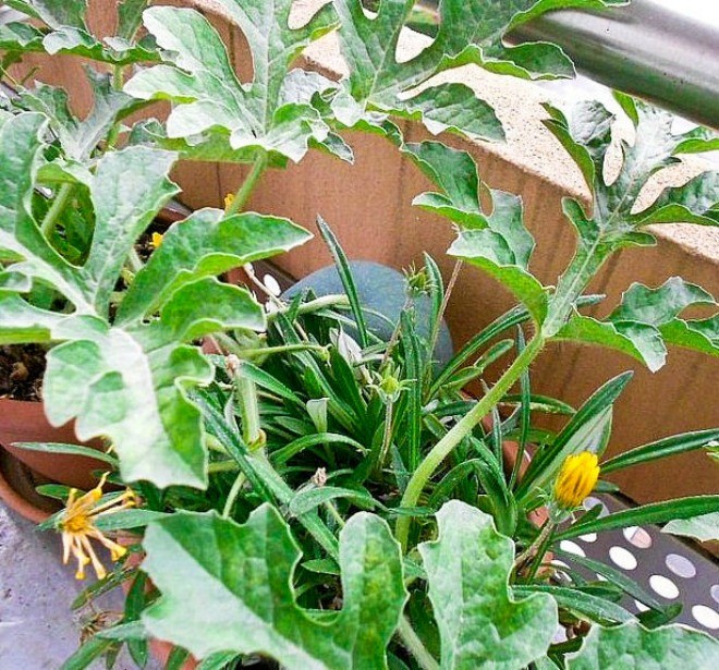 Trái dưa hấu lớn đang phát triển trong chậu
