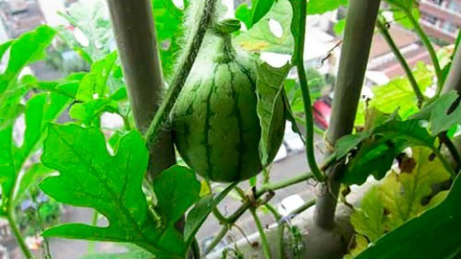 Dưa hấu trồng thành công trên ban công chung cư
