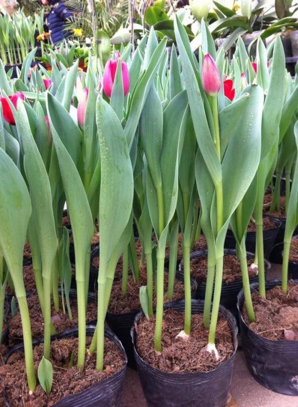 Bón phân thúc và chăm sóc cây hoa tulip để đảm bảo hoa nở đẹp