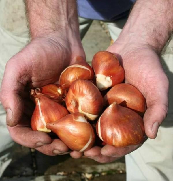 Lựa chọn củ giống hoa tulip đồng đều và khỏe mạnh
