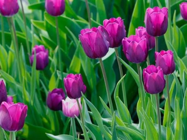 Lá và thân cây hoa tulip đang phát triển khỏe mạnh