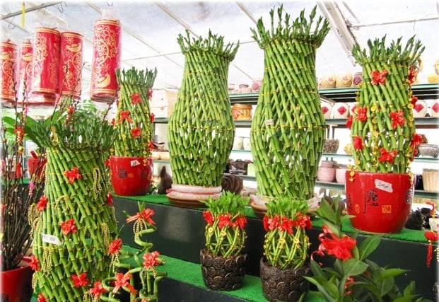 Cây phát tài lộc trồng nước nhiều tầng, mang ý nghĩa phong thủy tốt đẹp