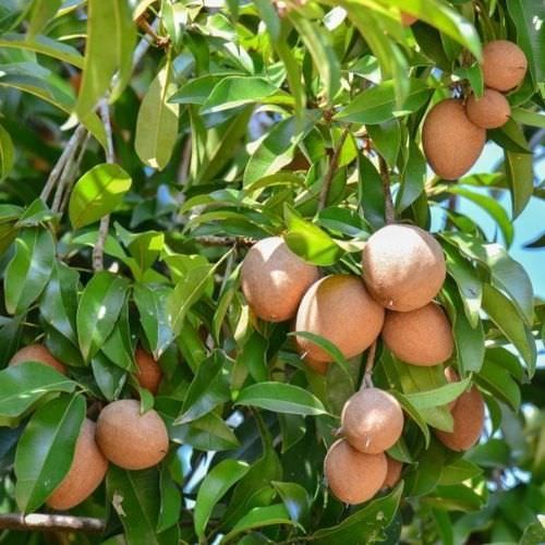 Hình ảnh quả hồng xiêm chín mọng, sẵn sàng thu hoạch