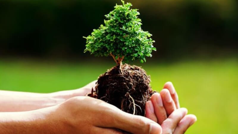 Ngũ hành tương sinh Thủy sinh Mộc trong phong thủy phòng ngủ