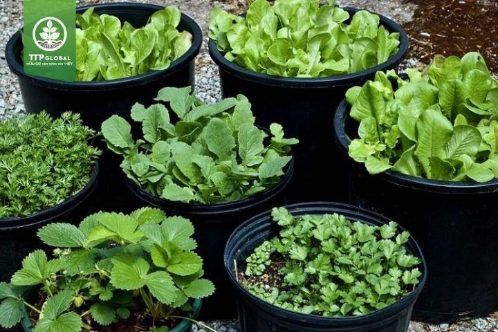 Người làm vườn cải tạo đất trồng trong chậu bằng cách trộn hỗn hợp