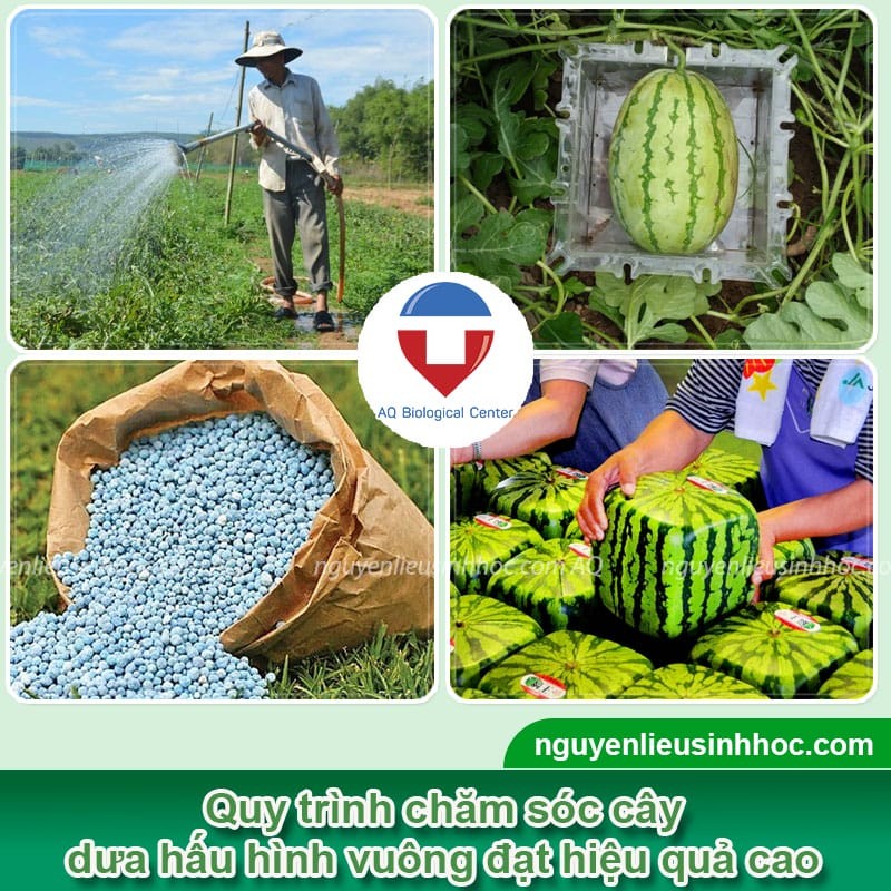 Kỹ thuật chăm sóc giúp dưa hấu vuông phát triển khỏe mạnh