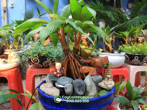 Chi tiết các bước hướng dẫn cách trồng cây dừa bonsai đúng kỹ thuật