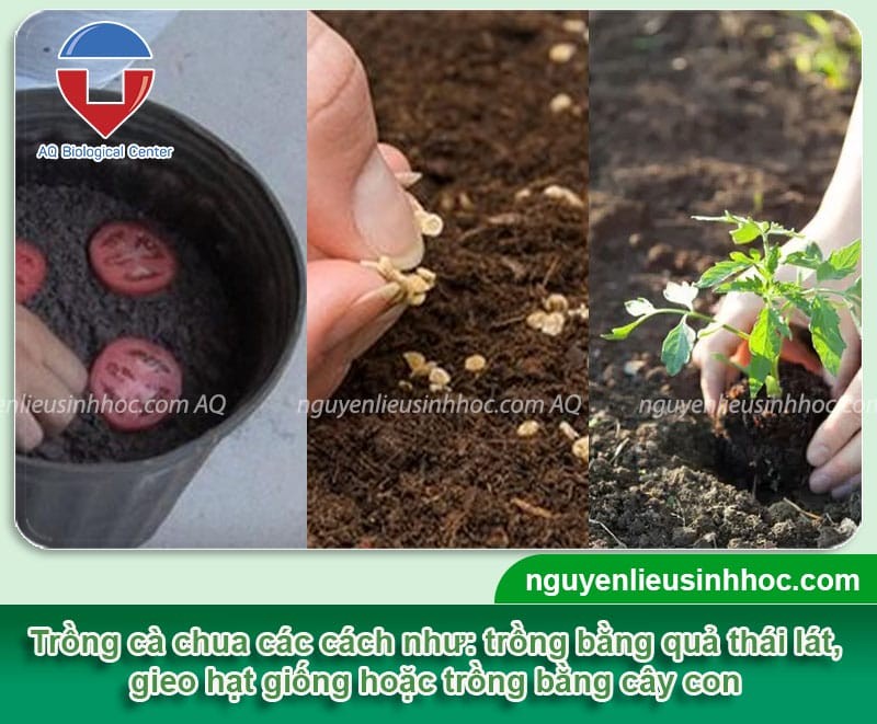 Minh họa các phương pháp và bước hướng dẫn cách trồng cà trái cây cơ bản