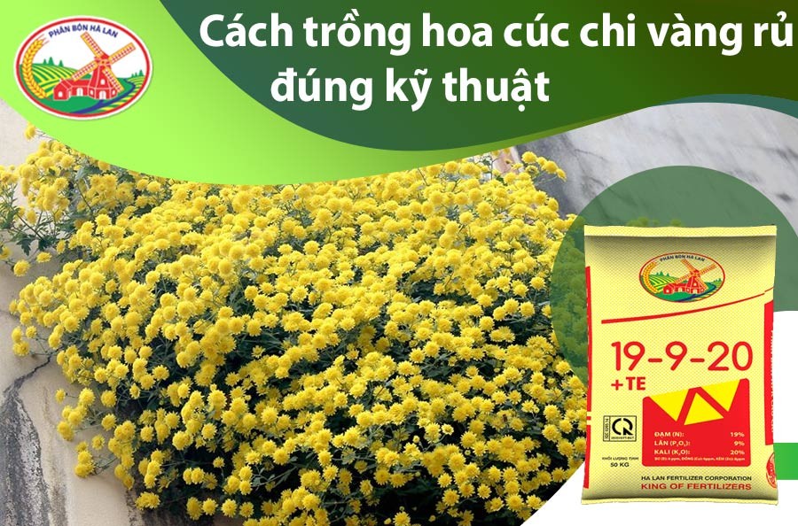 Người nông dân hướng dẫn cách trồng hoa cúc chi vàng trong chậu