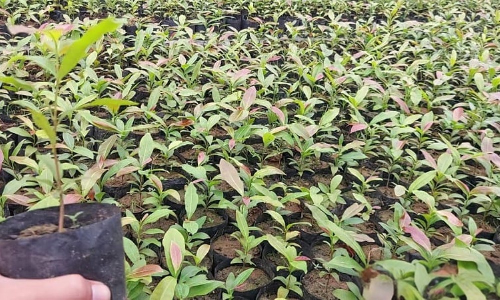 Khoảng cách trồng mai con hợp lý trên luống