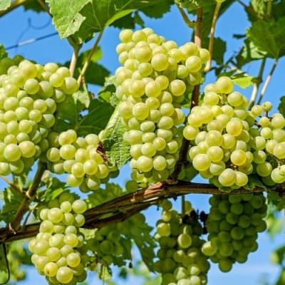Hình ảnh mô tả quy trình giâm cành nho tại nhà