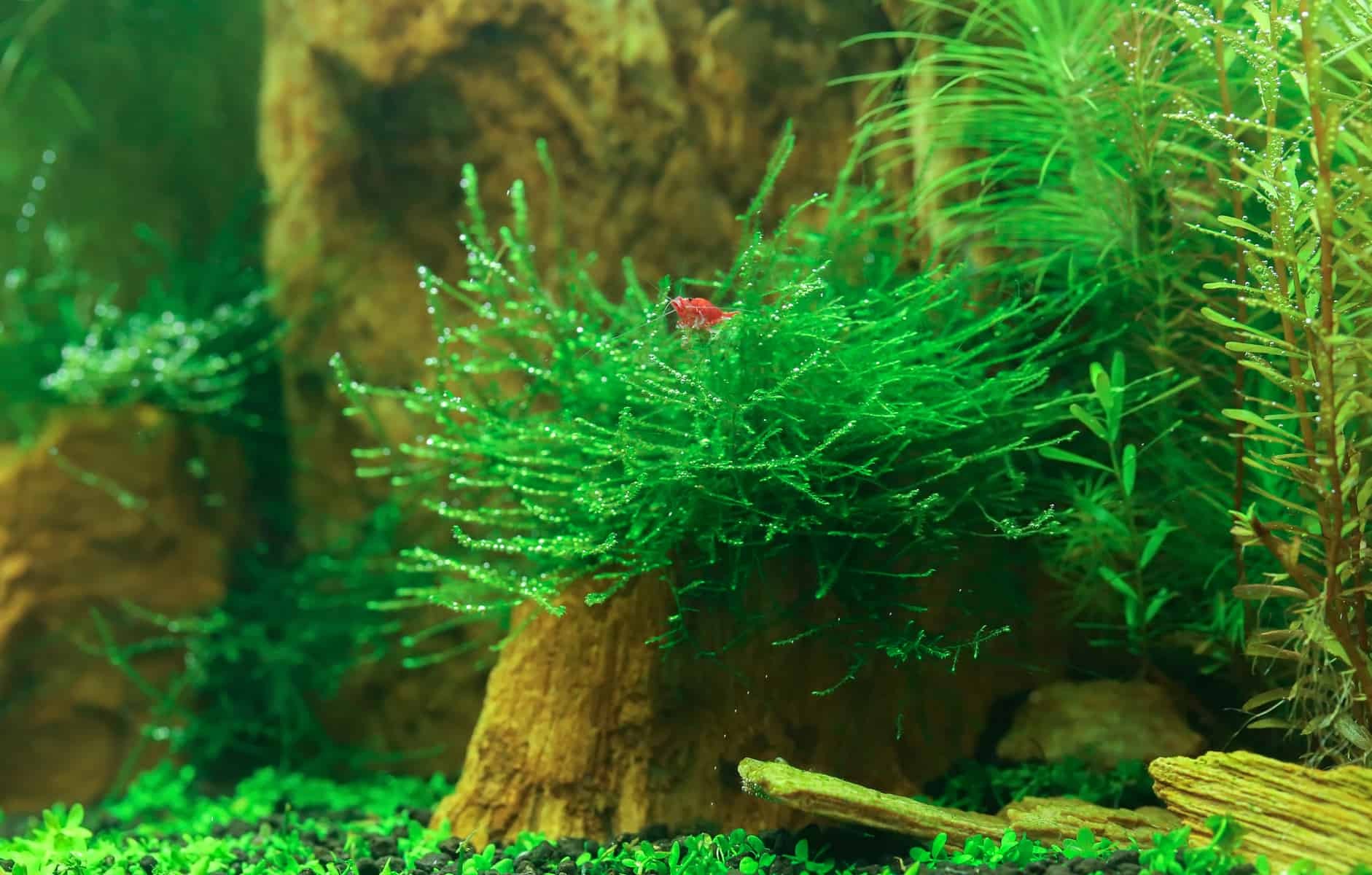 Rêu java moss bám vào vật trang trí trong bể thủy sinh