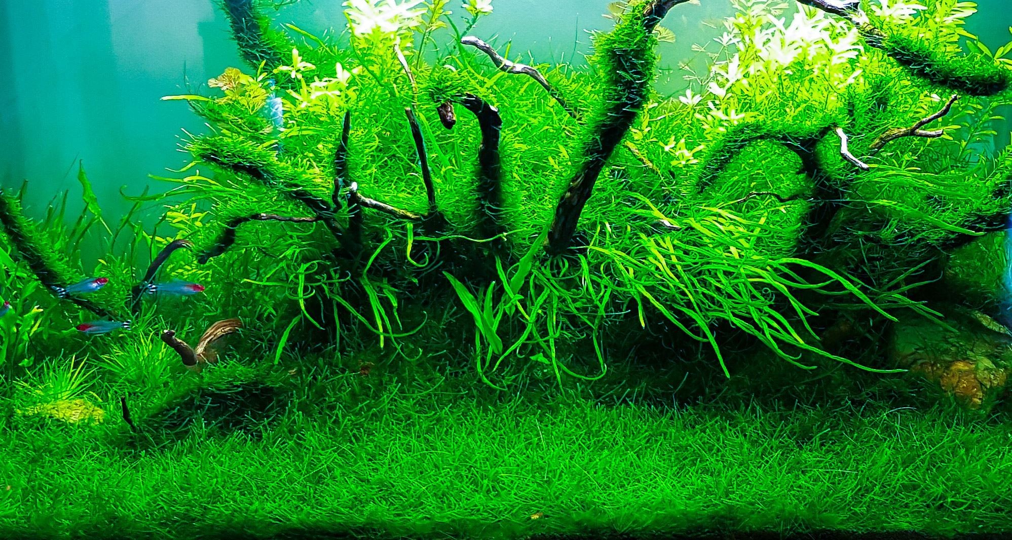 Trồng rêu java moss tạo môi trường sống cho cá