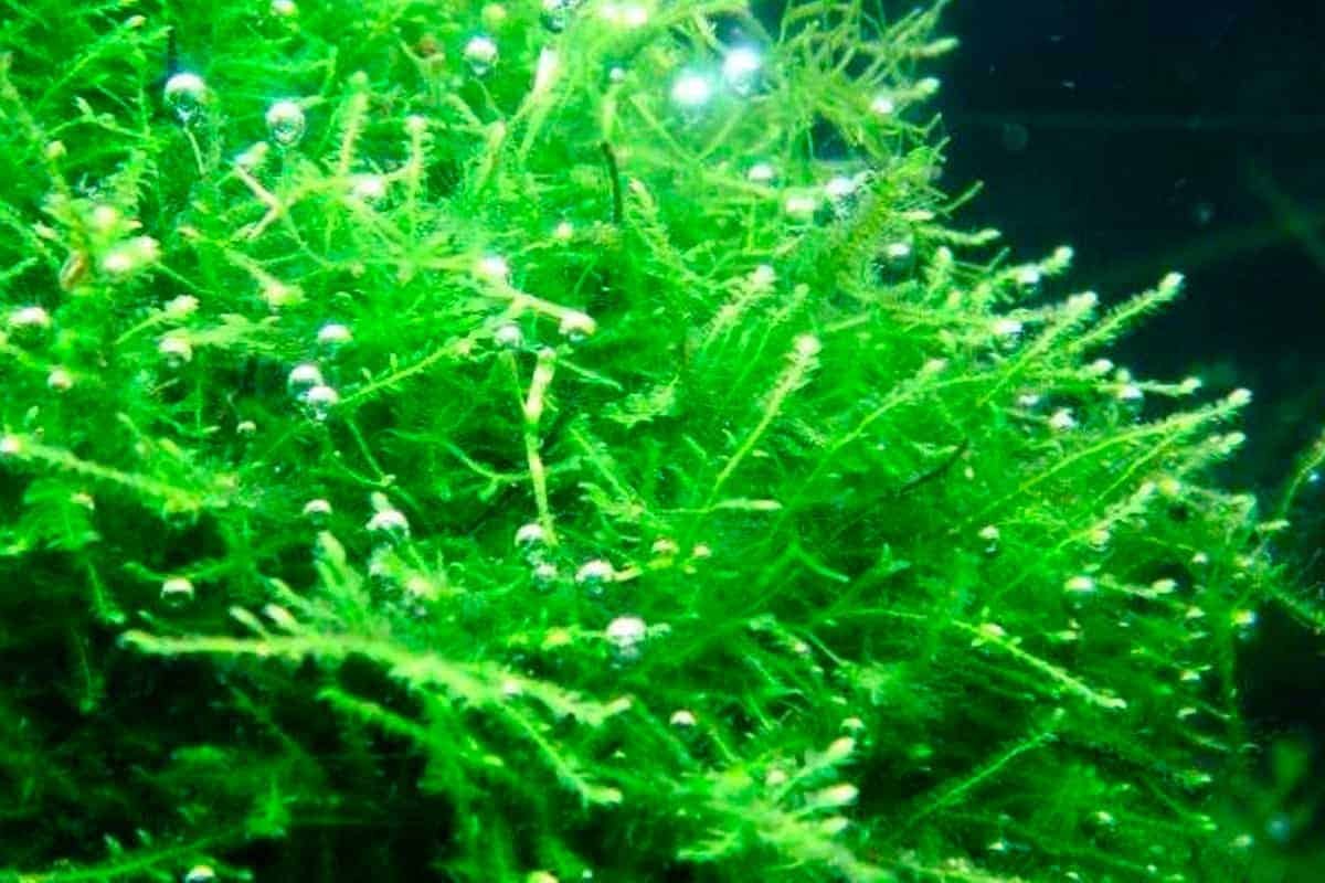 Rêu java moss trong tay, chuẩn bị trồng