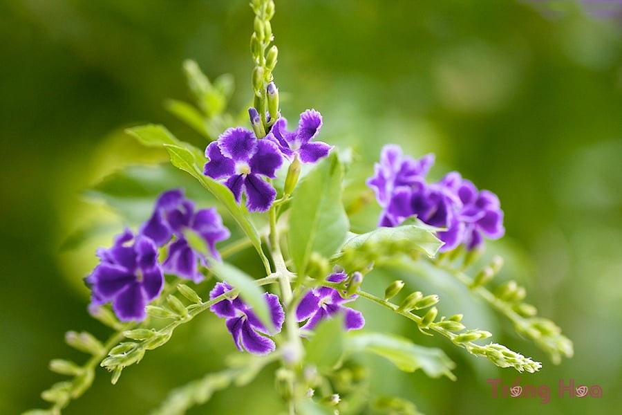 trồng cây găng tím từ hạt
