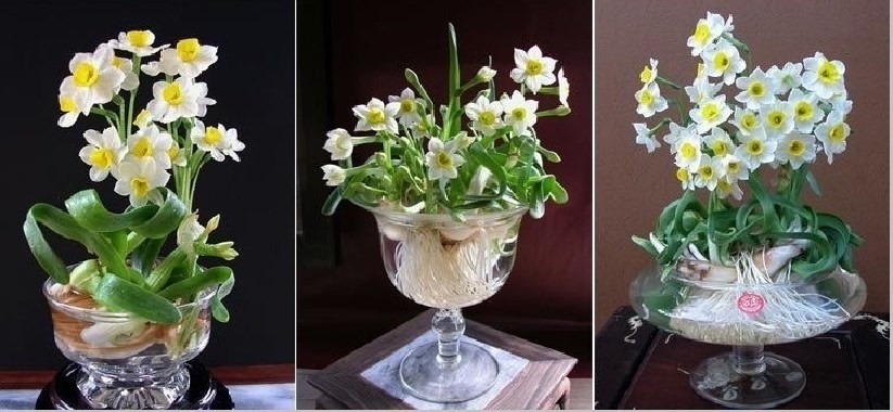 Chậu hoa thủy tiên trắng nở rộ