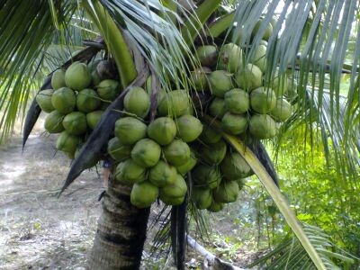 kỹ thuật trồng dừa xiêm dứa trên mô liếp