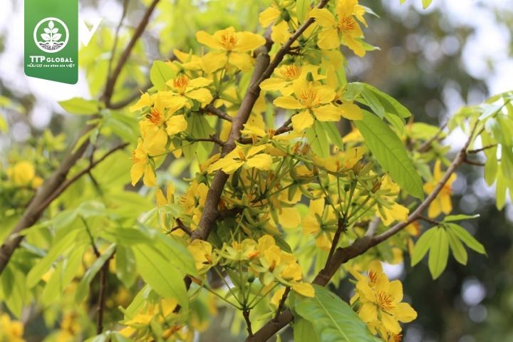 Phân biệt cây mai rừng và cây mai nhà