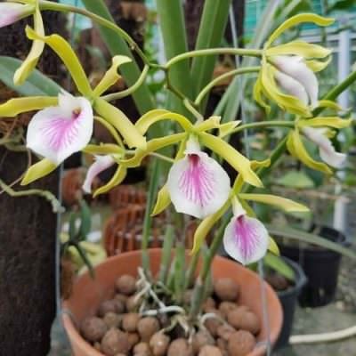 Chậu lan nữ hoàng Brassavola đang ra hoa tuyệt đẹp