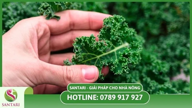 Thu hoạch lá cải Kale tươi ngon